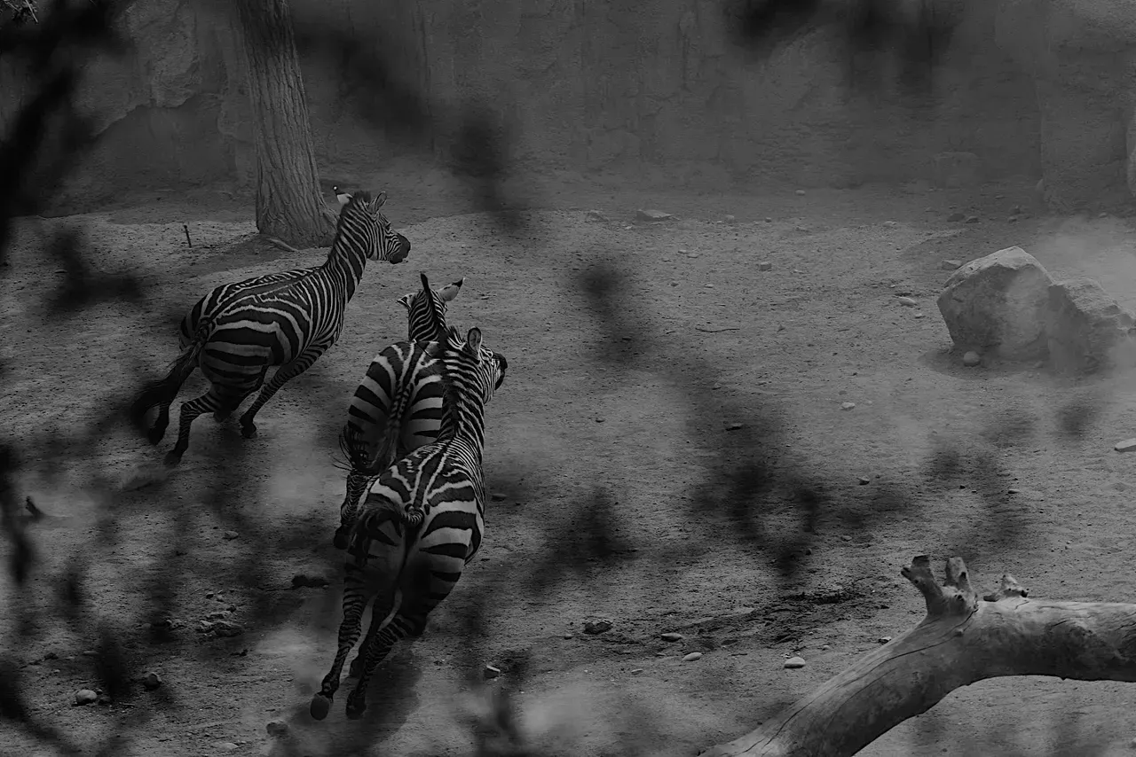 A group of zebras running in the dirt.