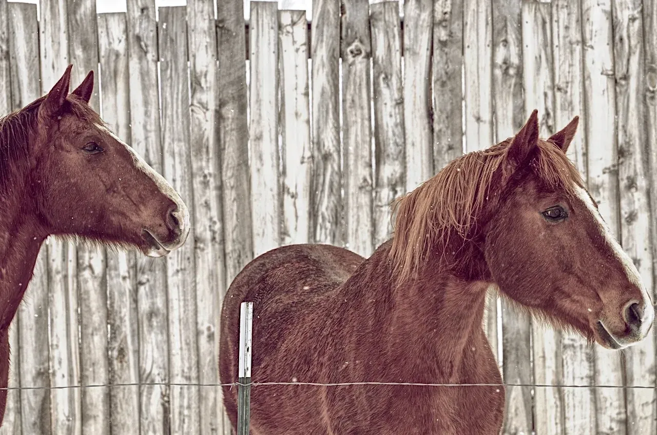 Two horses standing next to each other in a fenced area.