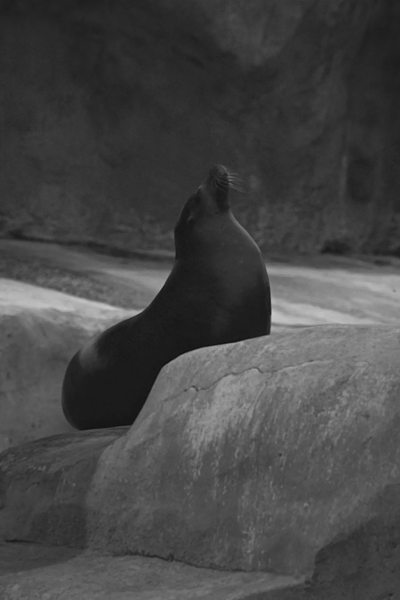 A bear sitting on top of some rocks.