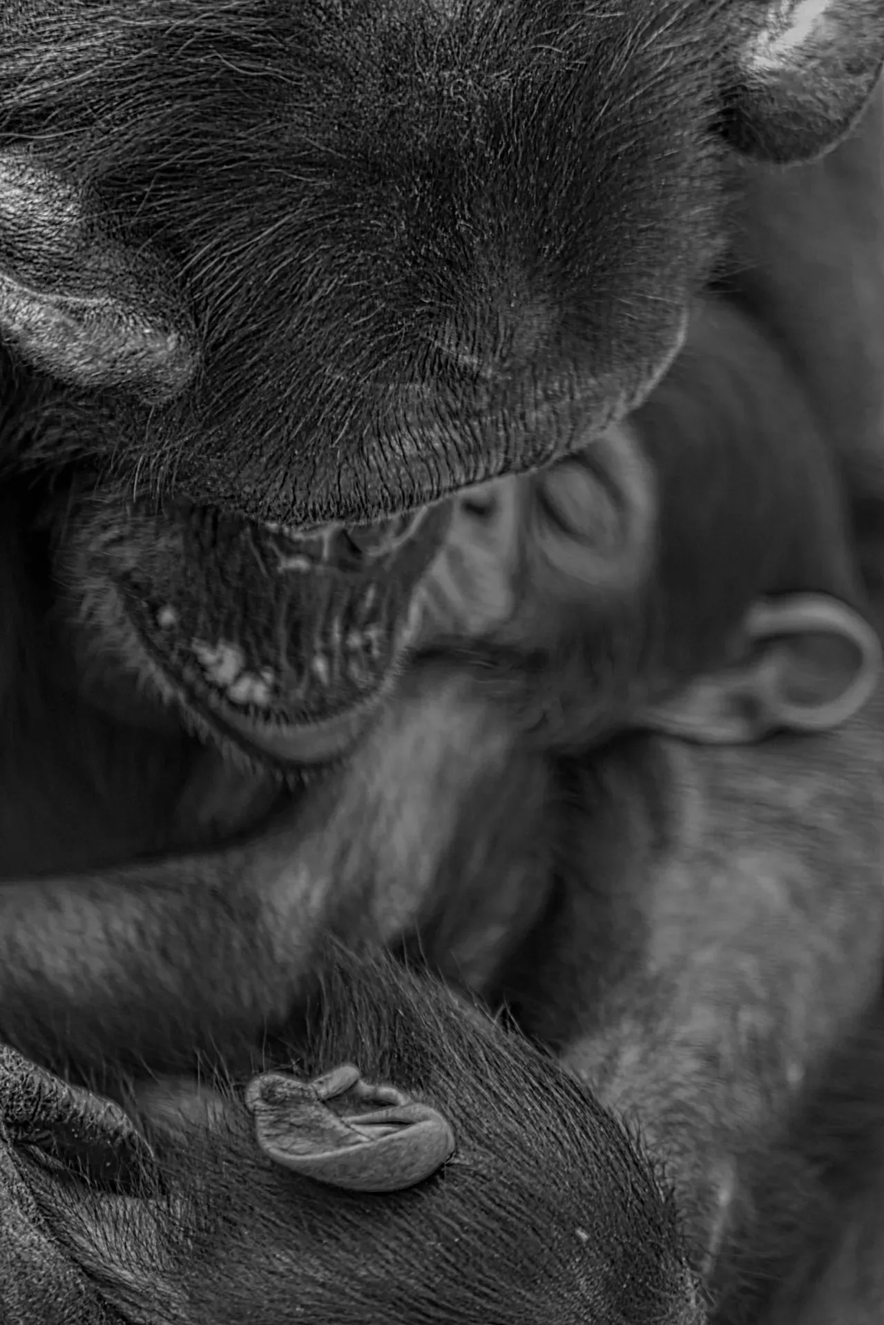 A black and white photo of two monkeys.